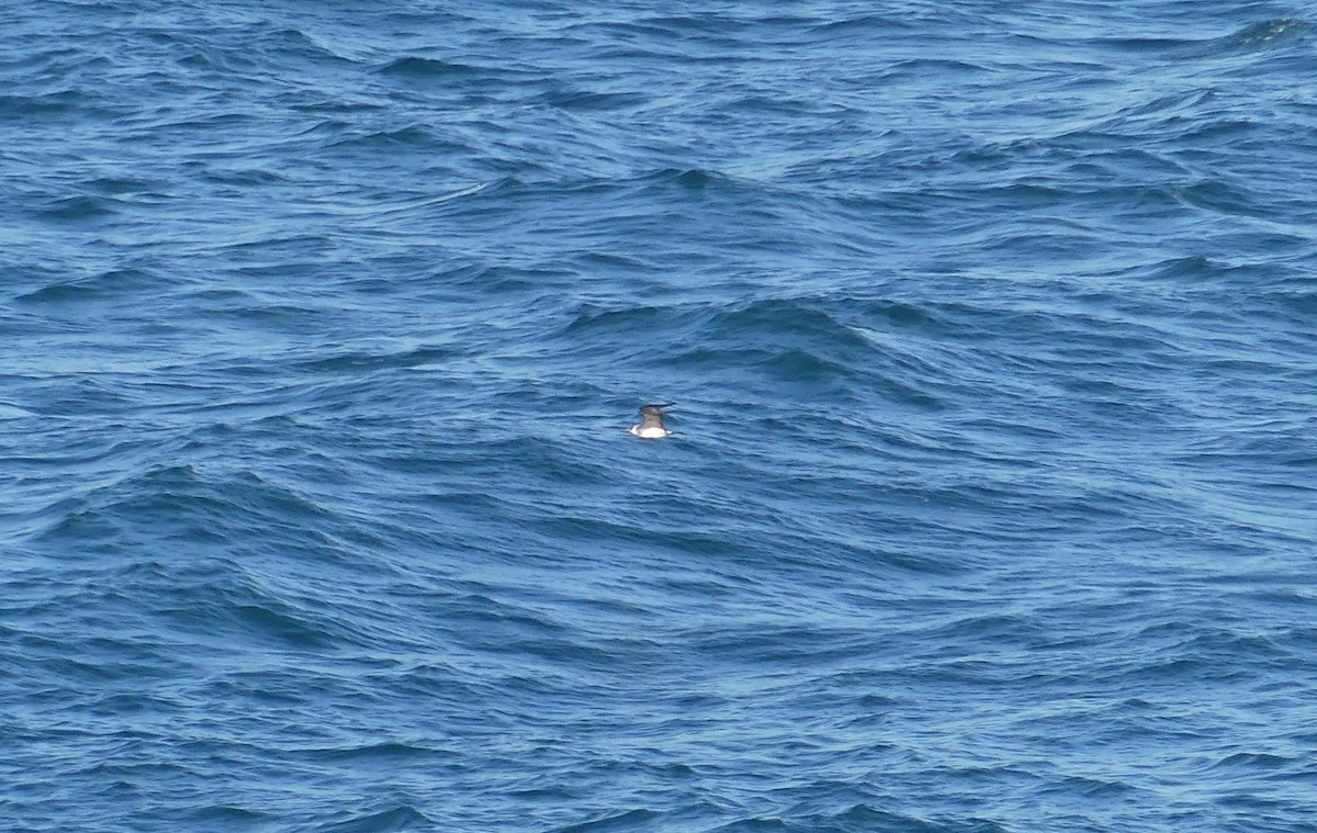 Labbe pomarin - ML644468182