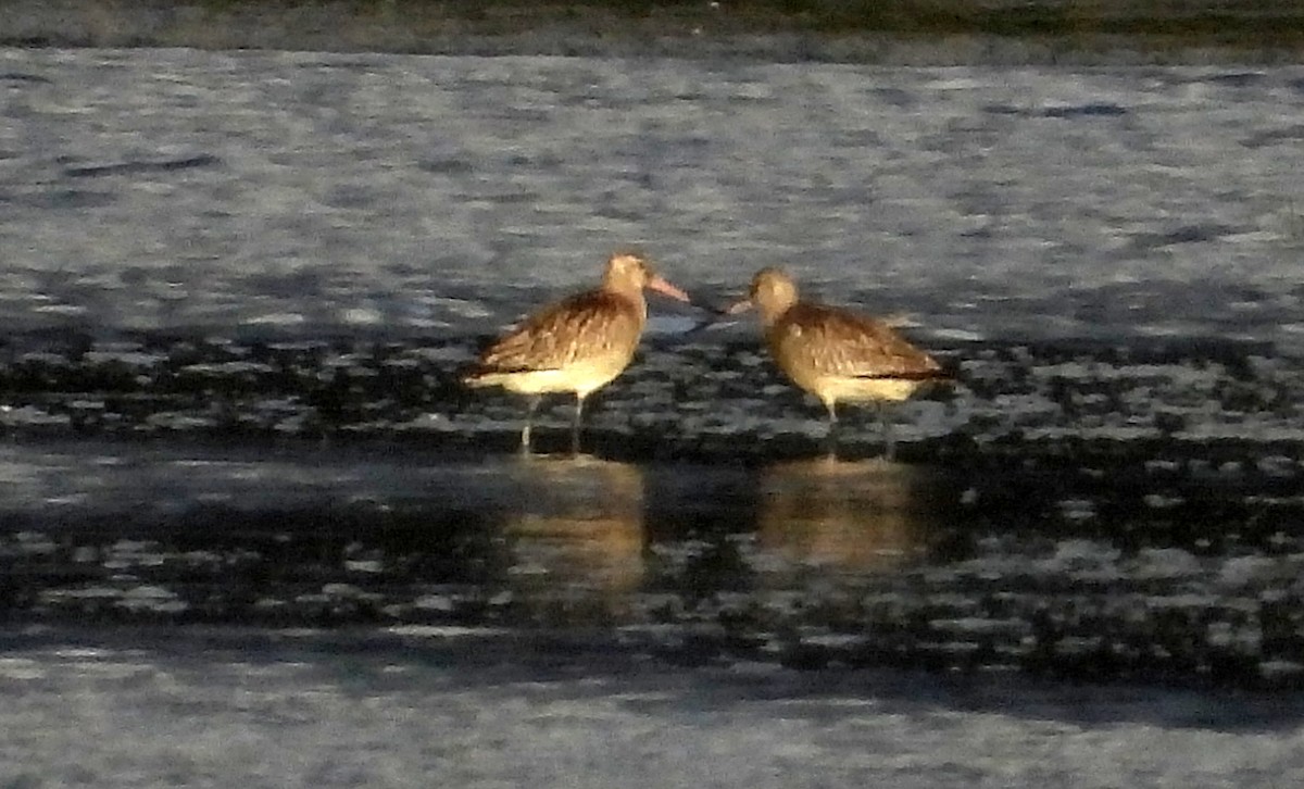 Bar-tailed Godwit - ML644468183