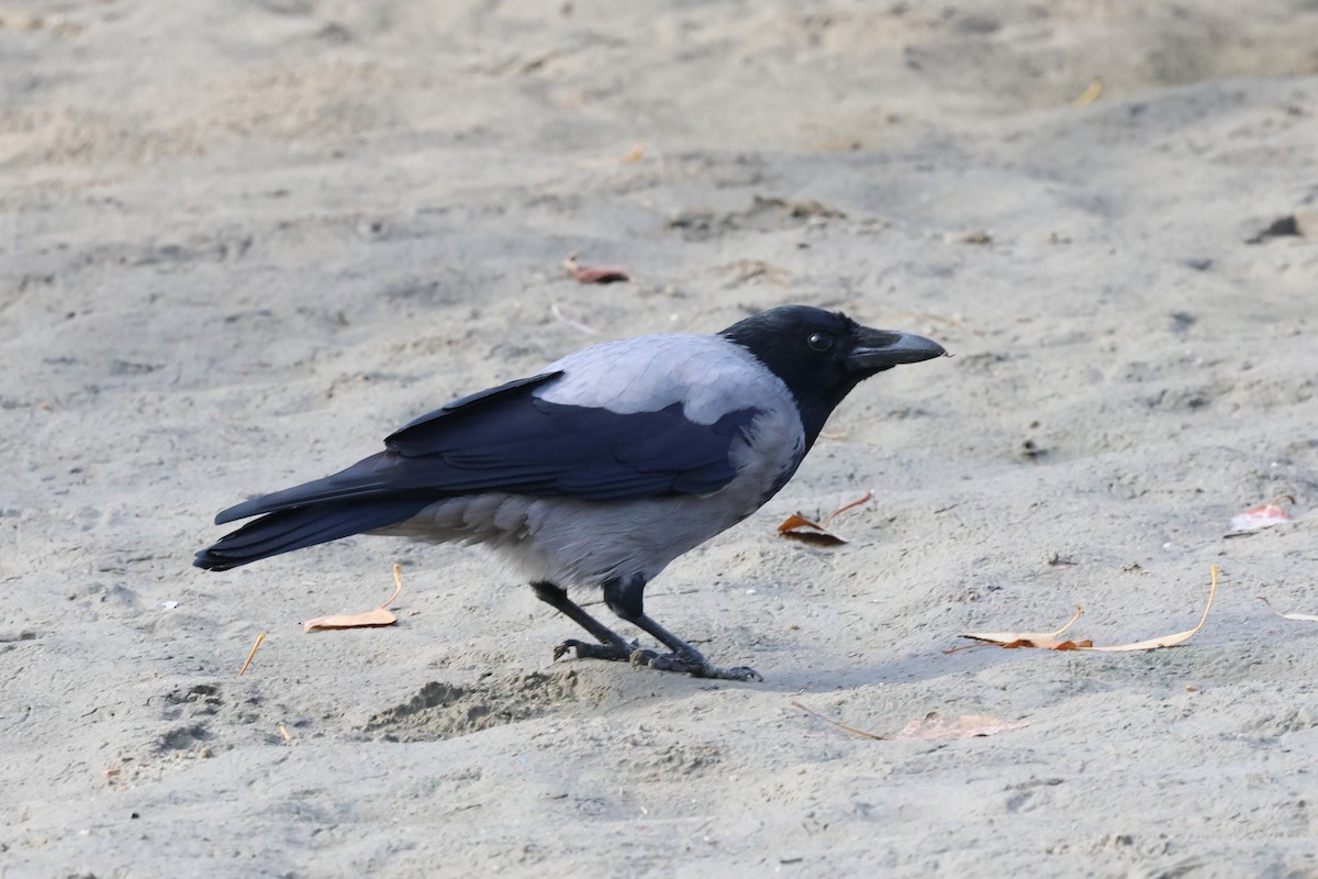 Саарал хэрээ - ML644468184