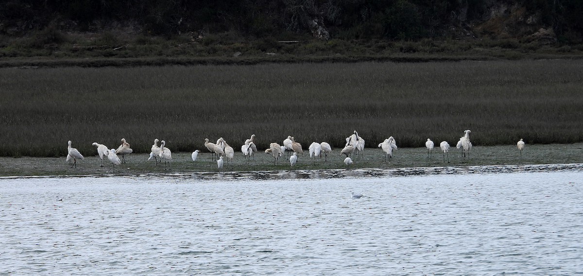 Eurasian Spoonbill - ML644468186