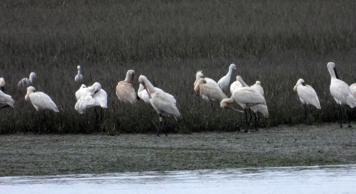 Eurasian Spoonbill - ML644468187