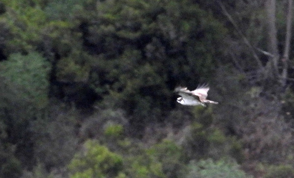 Osprey - ML644468190