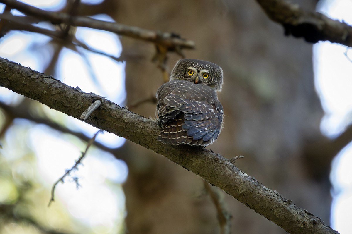 Eurasian Pygmy-Owl - ML644468191