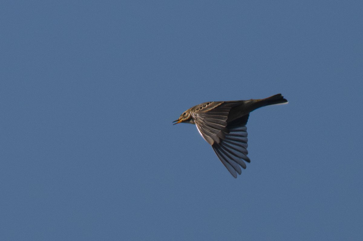 Pipit d'Amérique - ML644468193