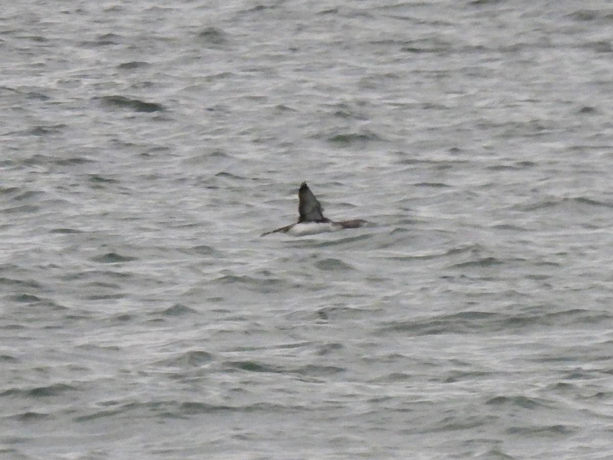 צוללן אדום-גרון - ML644468194