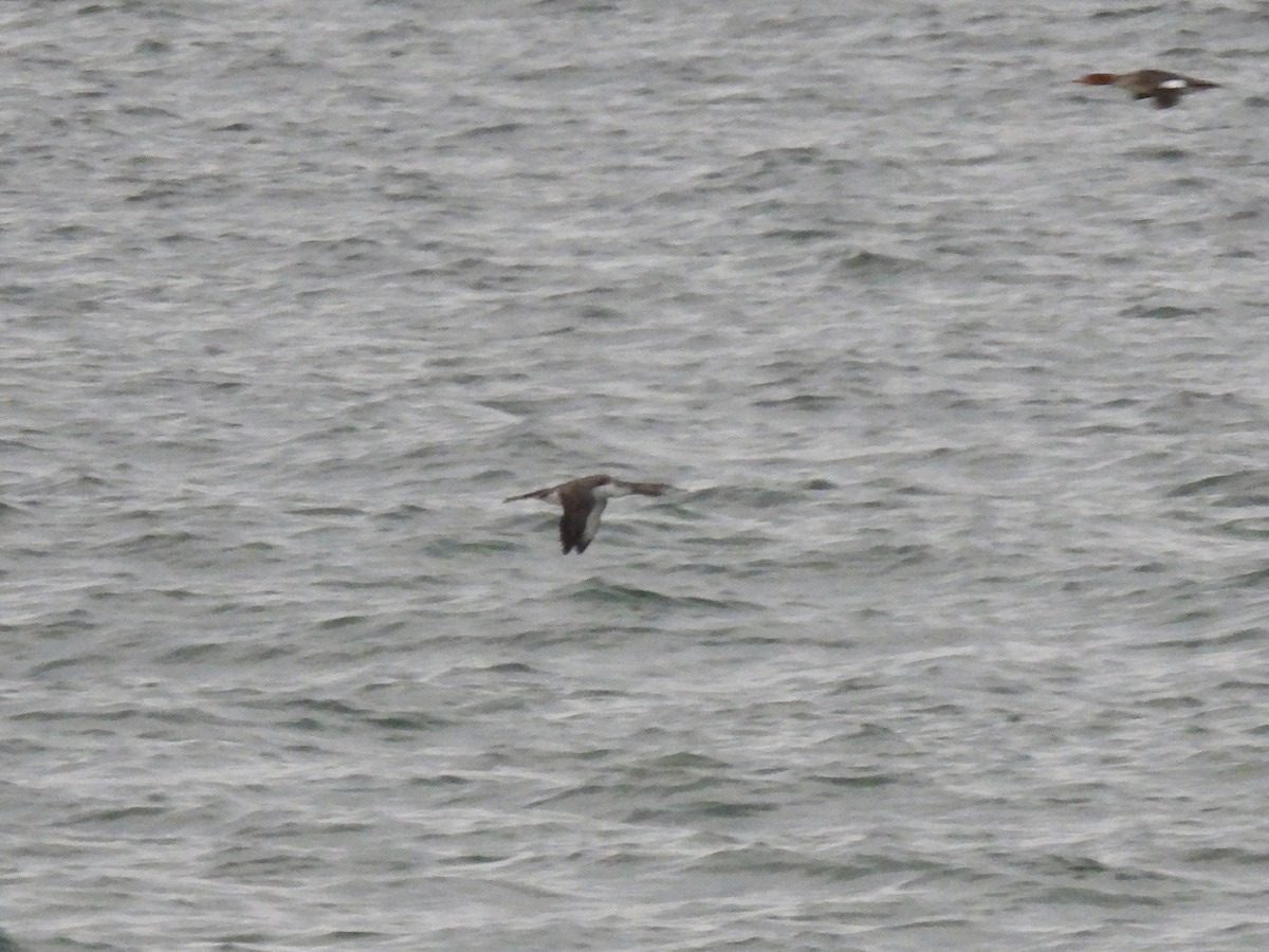 צוללן אדום-גרון - ML644468195