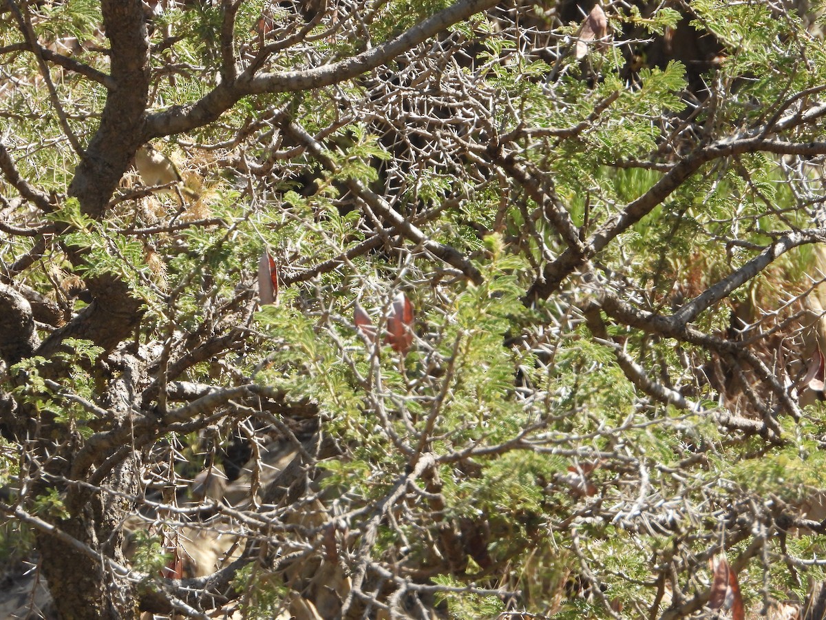 Pouillot ombré - ML644468198