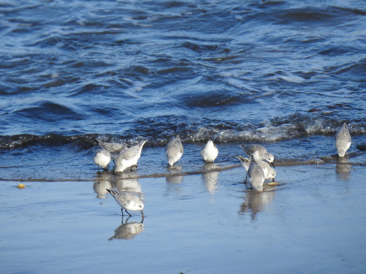 Гурвалж элсэг - ML644468199