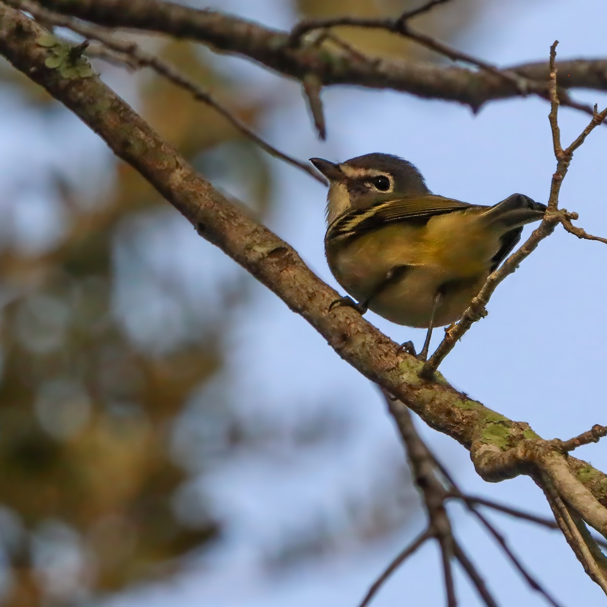 Blue-headed Vireo - ML644468202