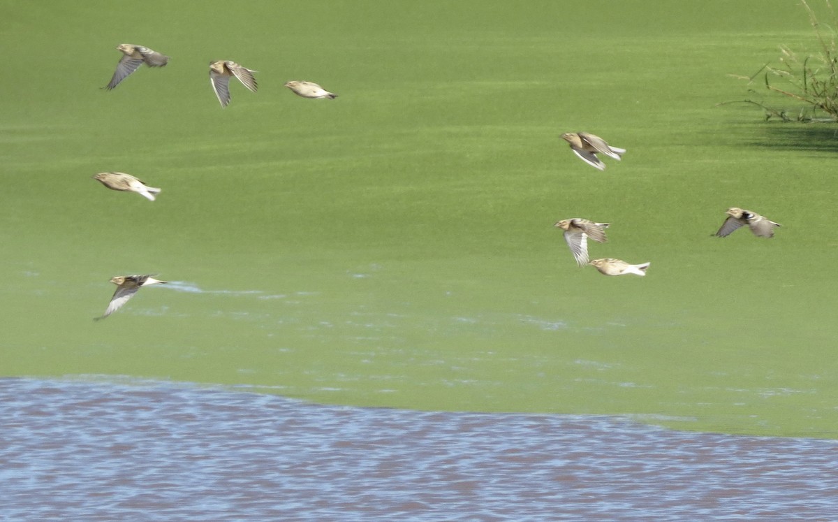 Подорожник чорногрудий - ML644468204