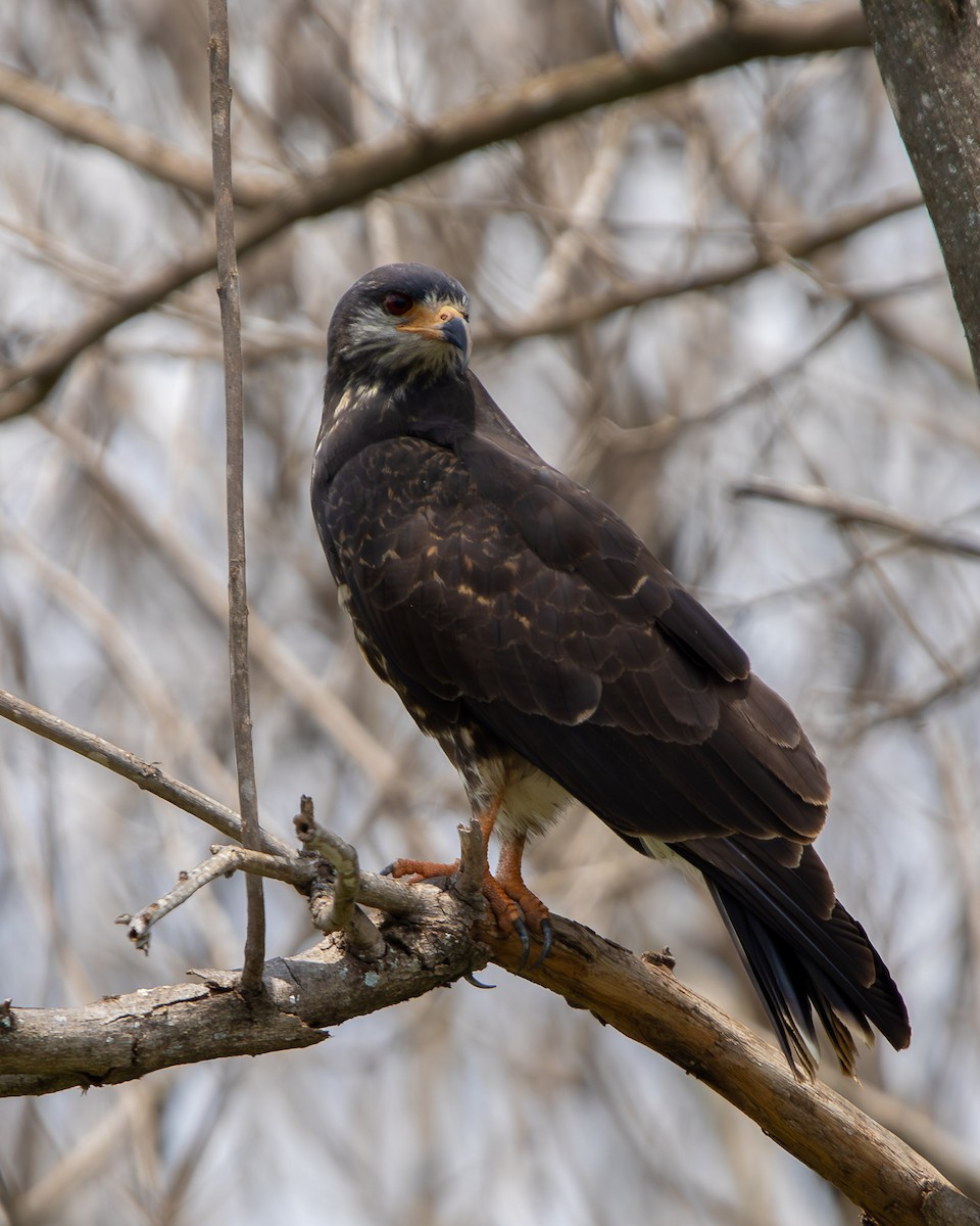 Milan des marais - ML644468206