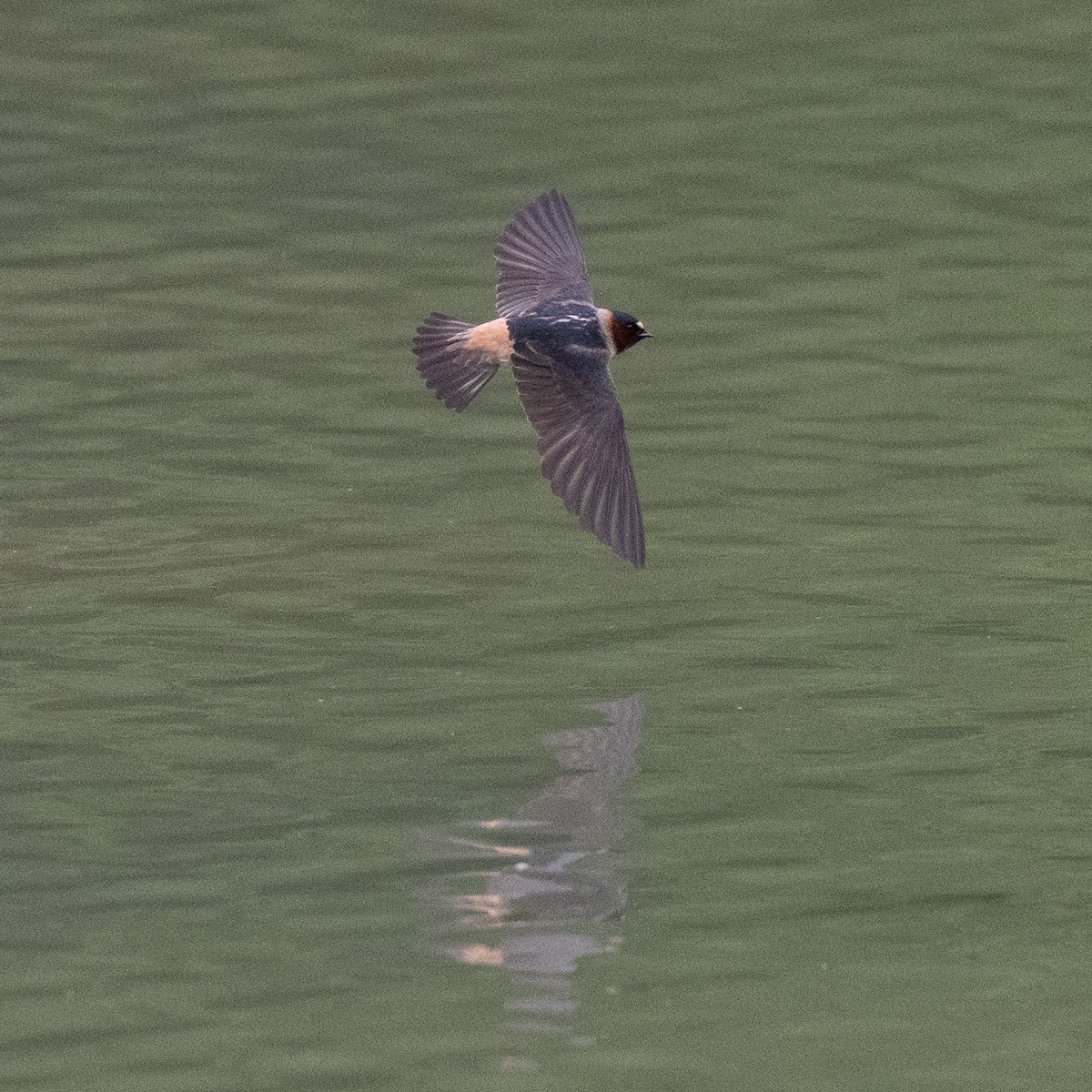 Cliff Swallow - ML644468212