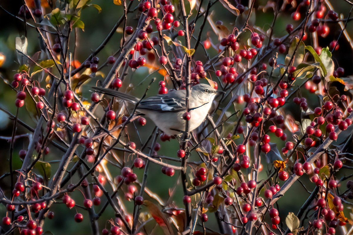 Пересмішник багатоголосий - ML644468214