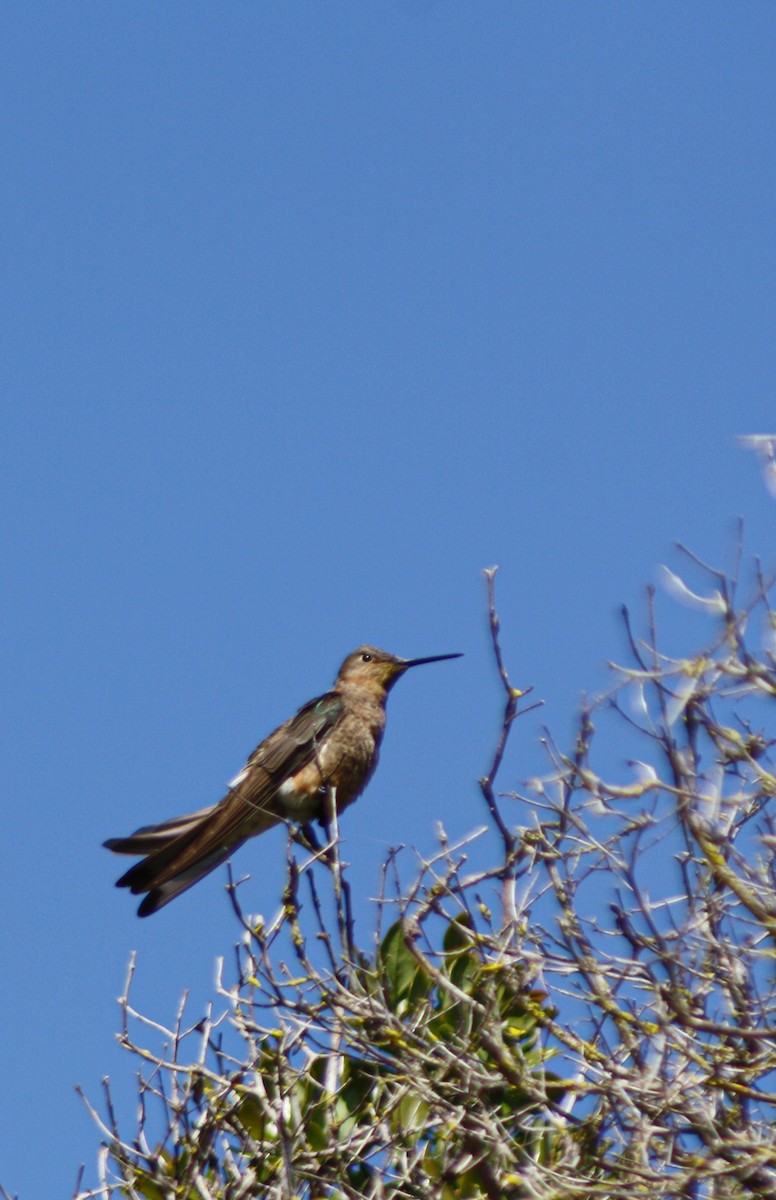 Giant Hummingbird - ML644468216