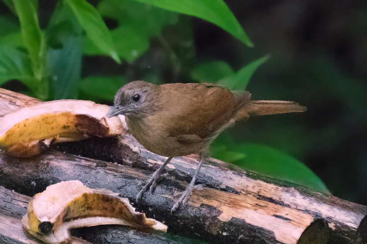 røyktrost - ML644468219