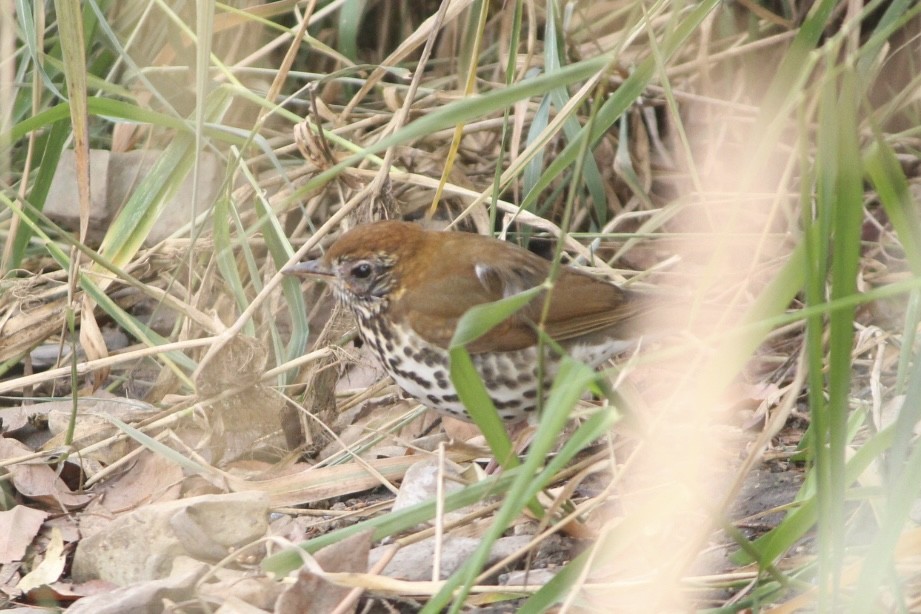 Wood Thrush - ML644468220