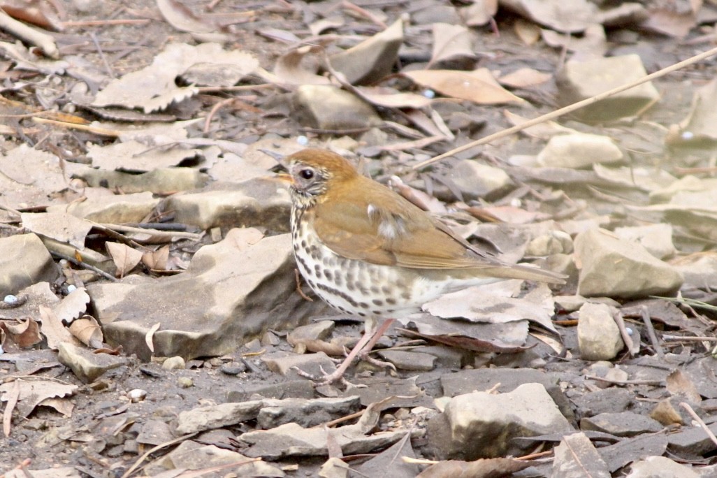 Wood Thrush - ML644468221
