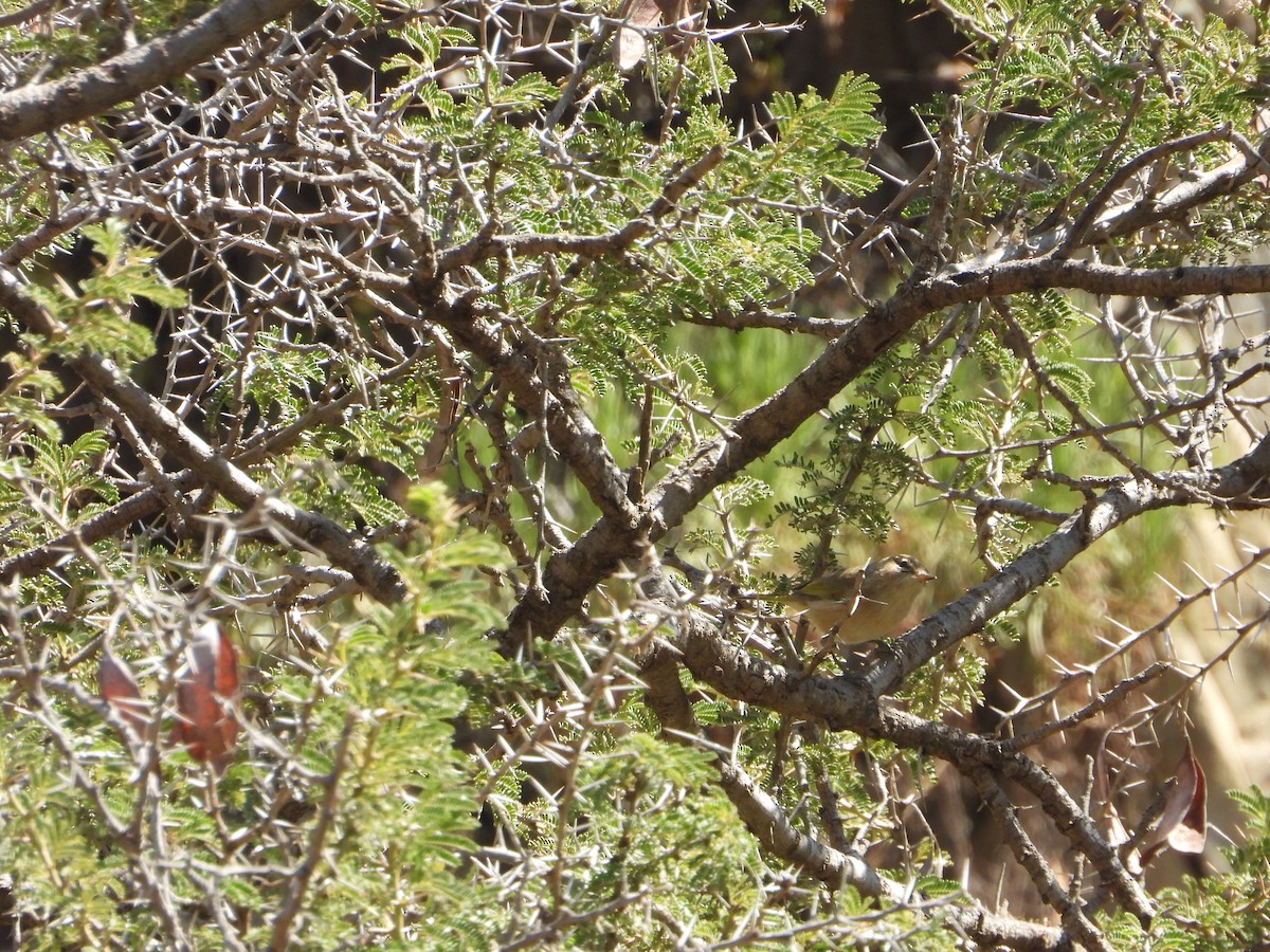 Pouillot ombré - ML644468234