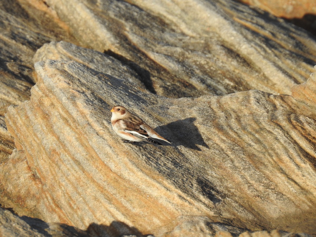 Snow Bunting - ML644468242