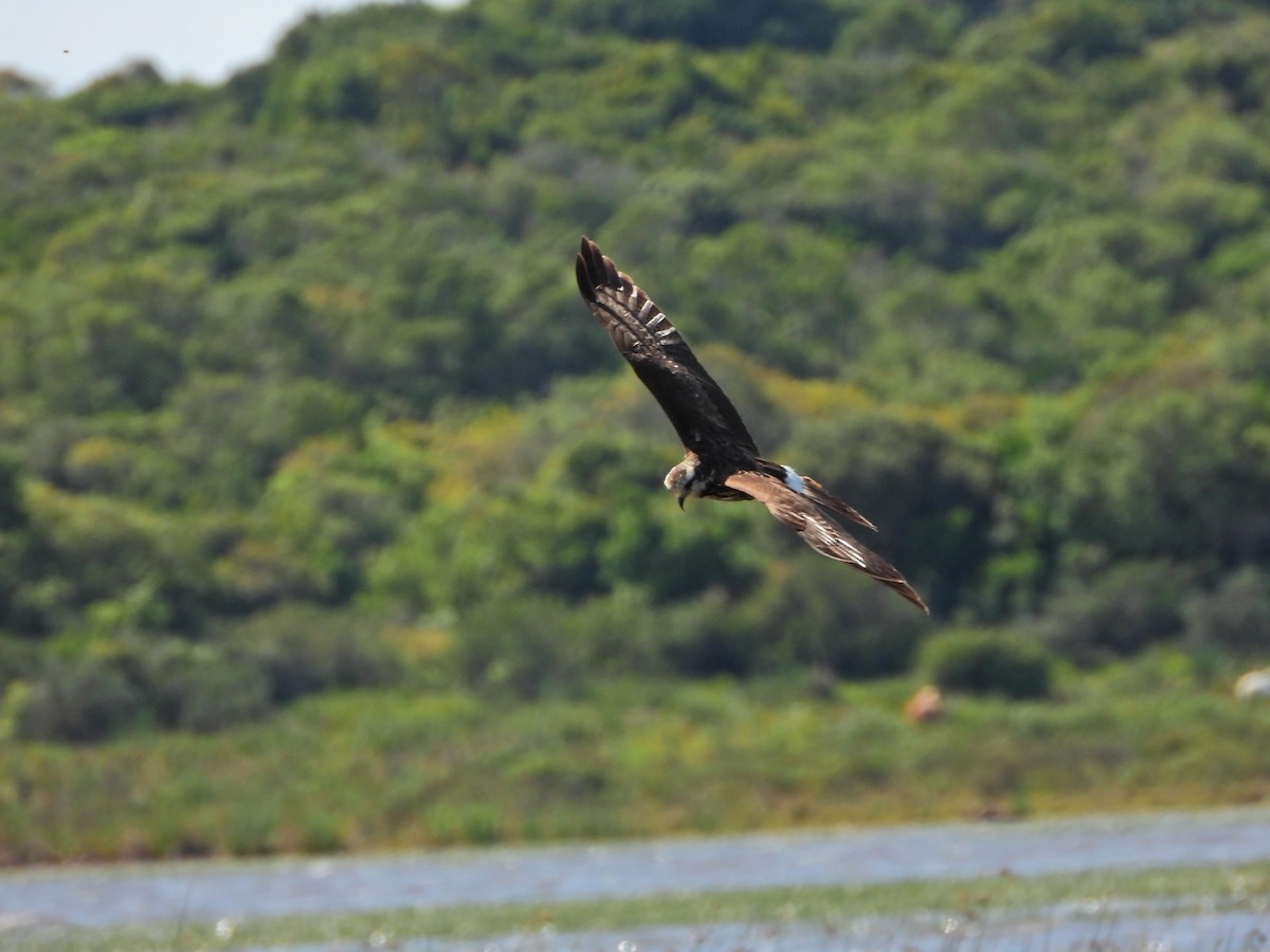 Milan des marais - ML644468244