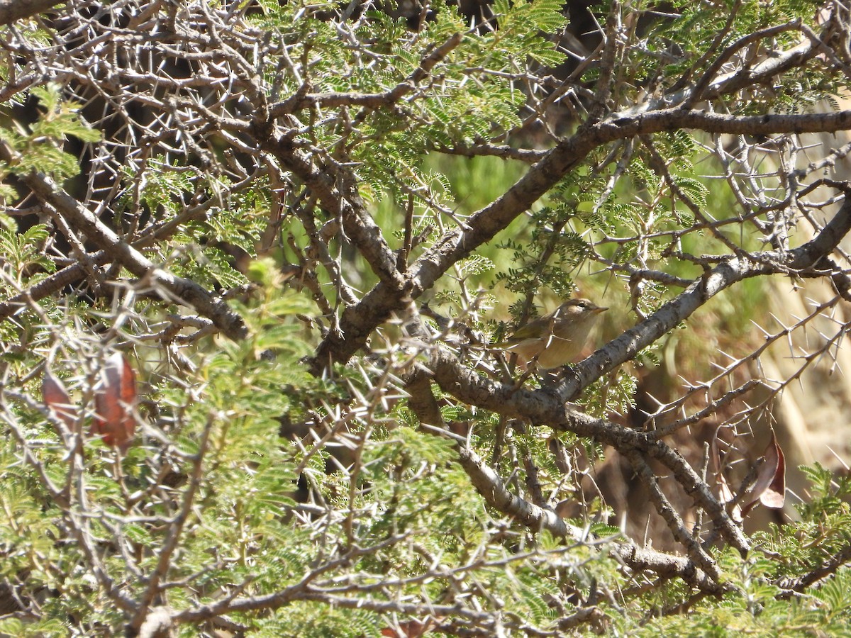 Pouillot ombré - ML644468246