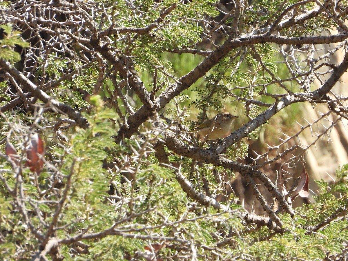 Pouillot ombré - ML644468247