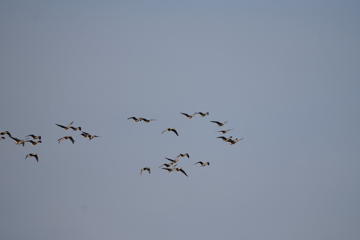 Tundra Bean-Goose - ML644468255