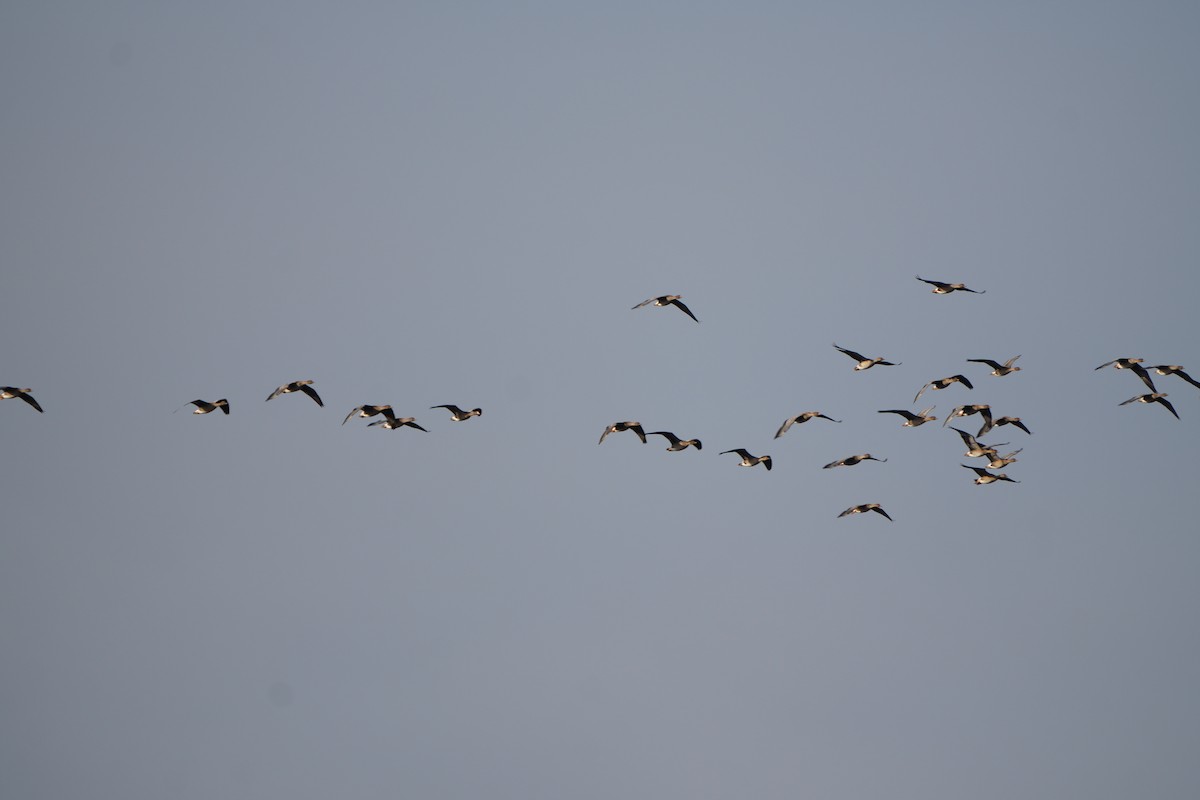 Tundra Bean-Goose - ML644468256