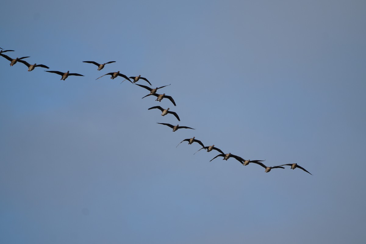 Tundra Bean-Goose - ML644468257