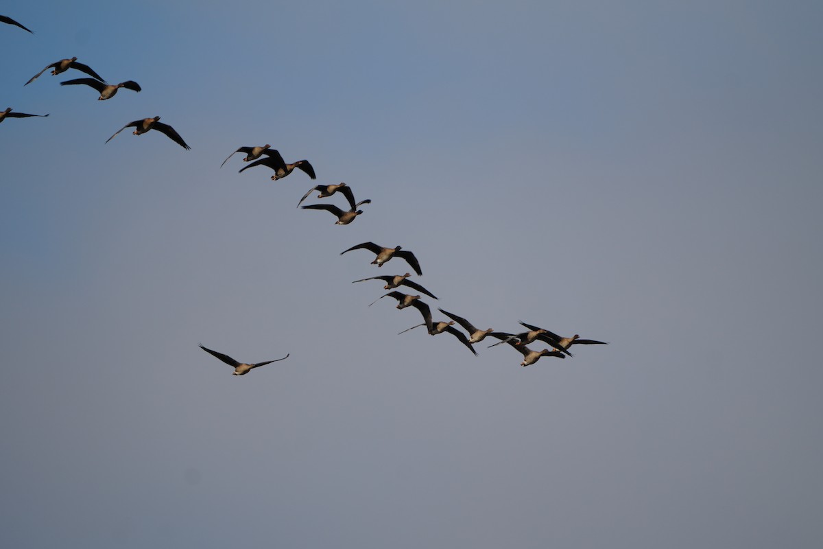 Tundra Bean-Goose - ML644468258