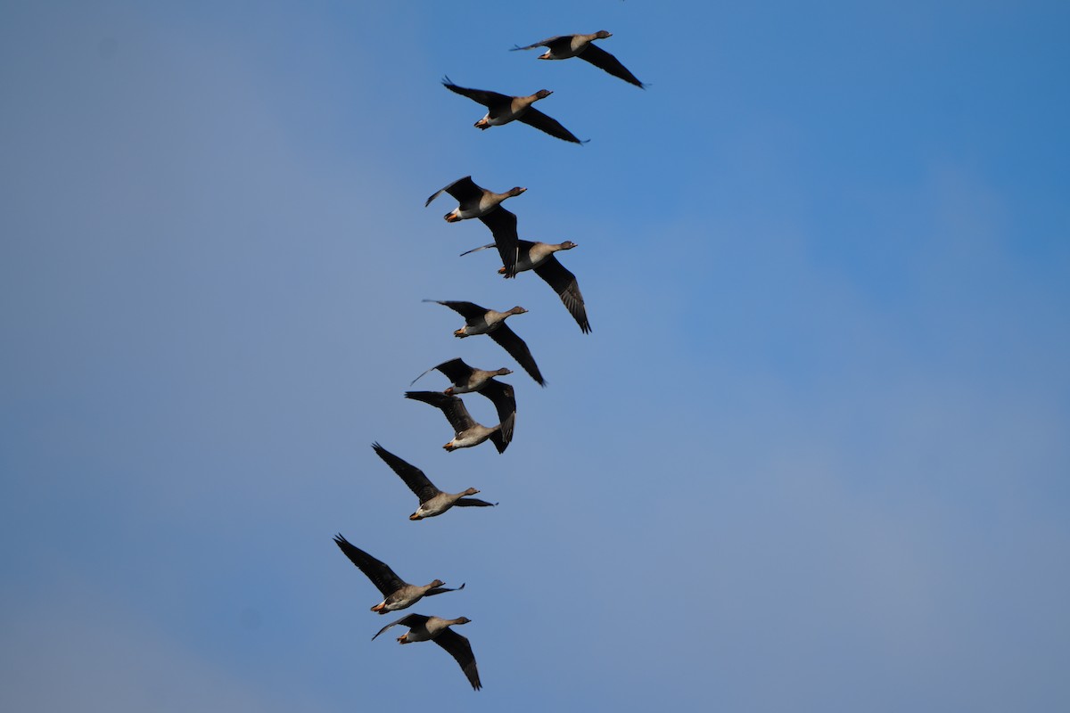 Tundra Bean-Goose - ML644468259