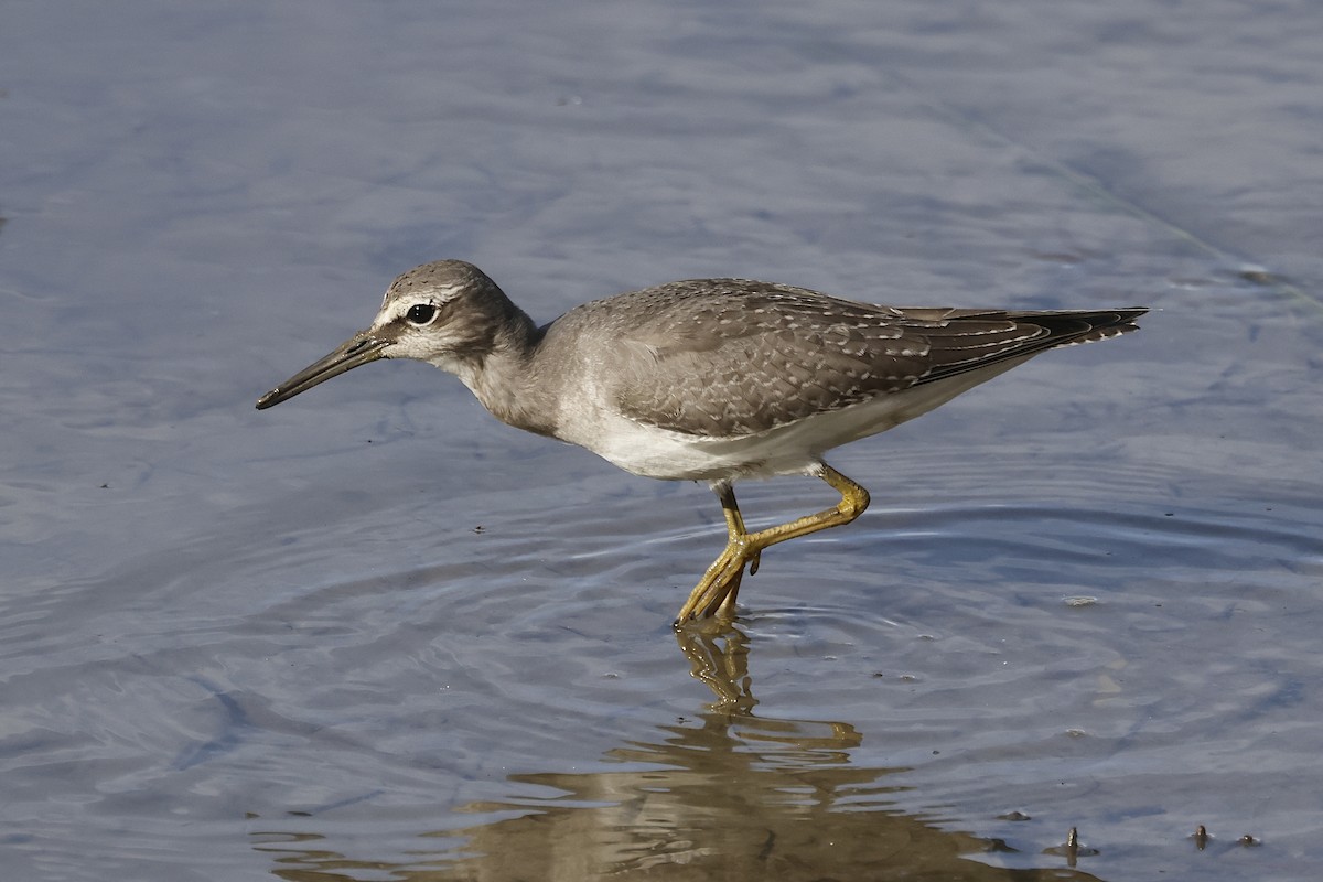 Gray-tailed Tattler - ML644468261