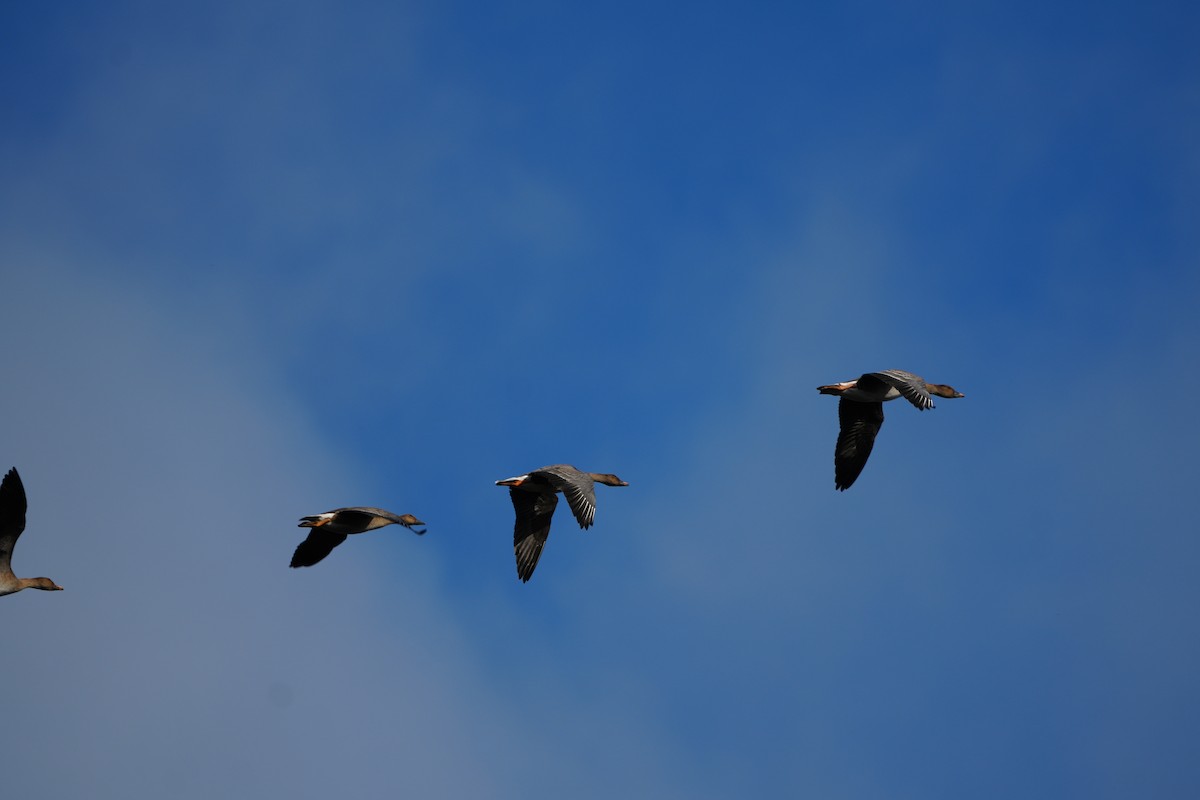 Tundra Bean-Goose - ML644468273