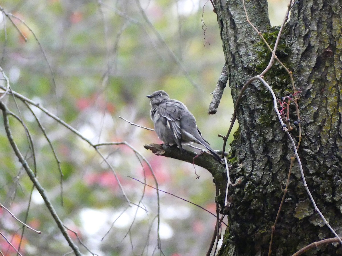 Townsend's Solitaire - ML644468276