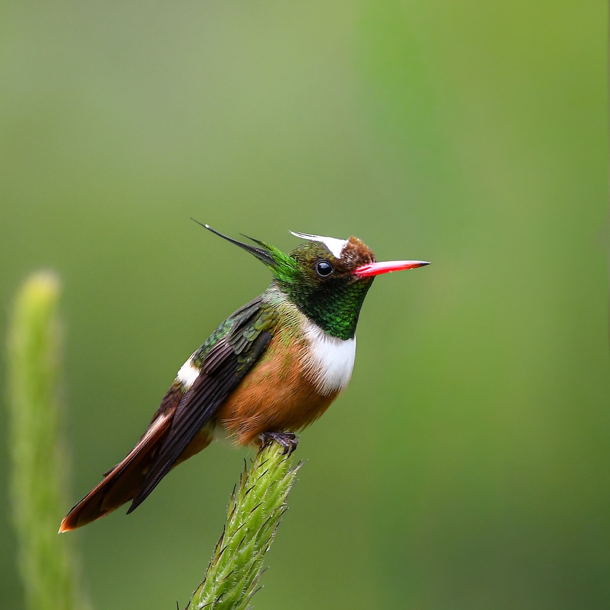 White-crested Coquette - ML644468280