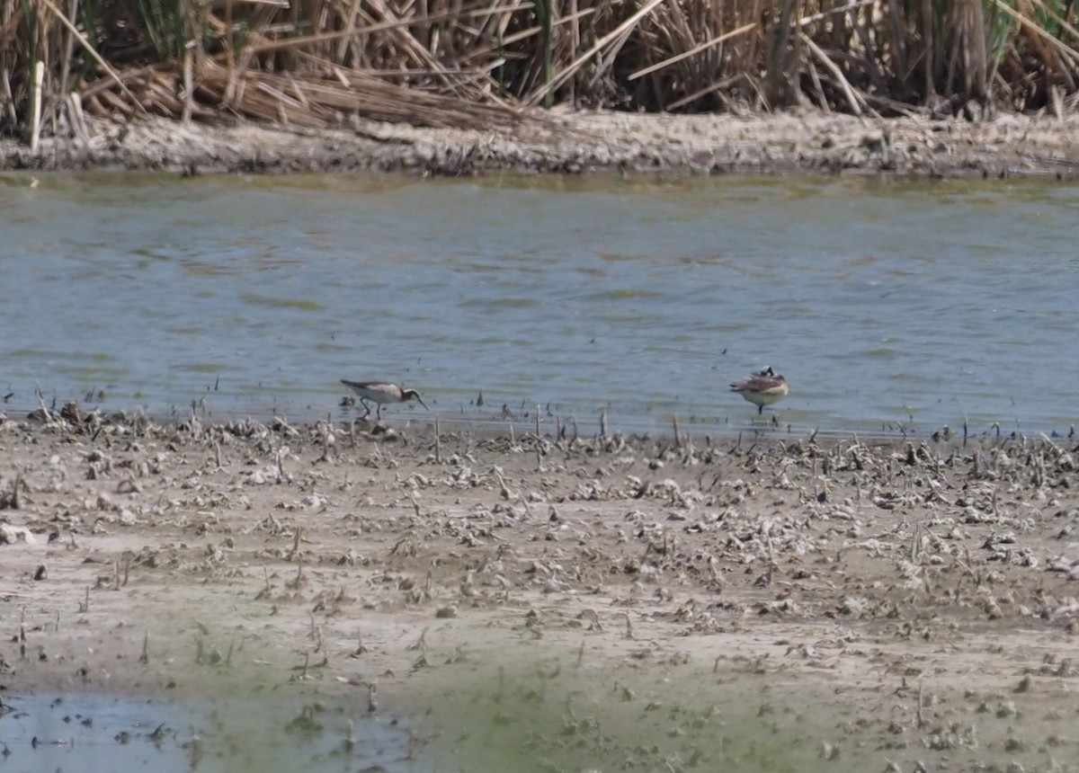 Wilsonwassertreter - ML644468284