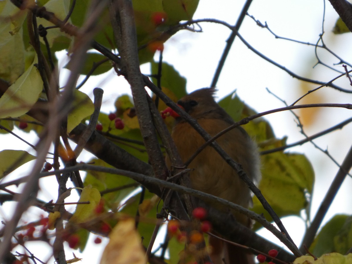 Northern Cardinal - ML644468285