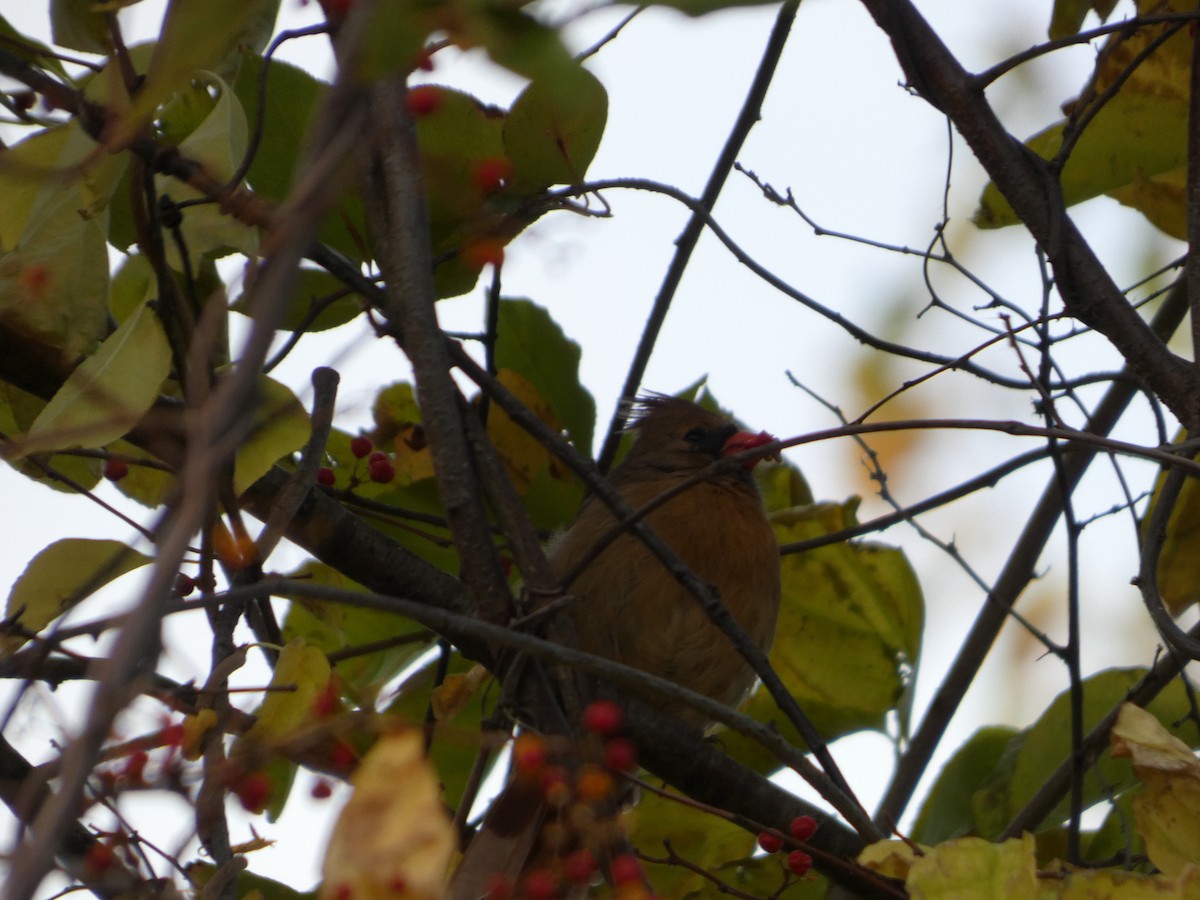 Northern Cardinal - ML644468286
