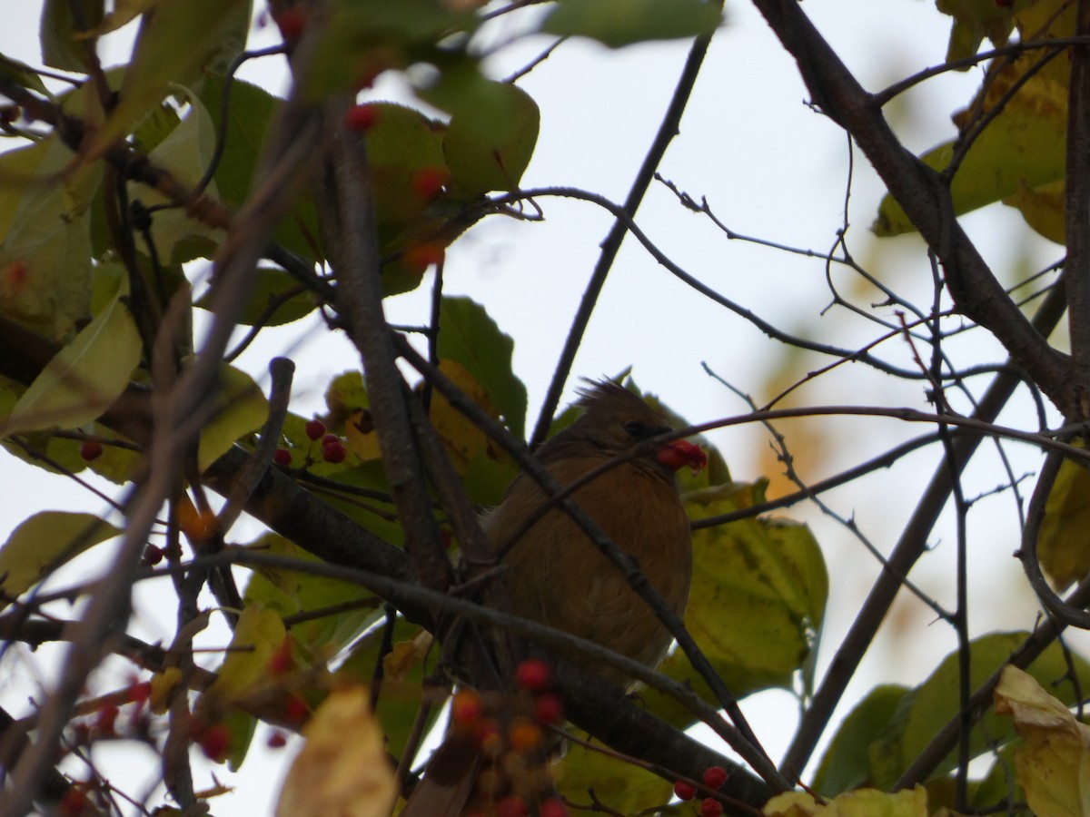 Northern Cardinal - ML644468287