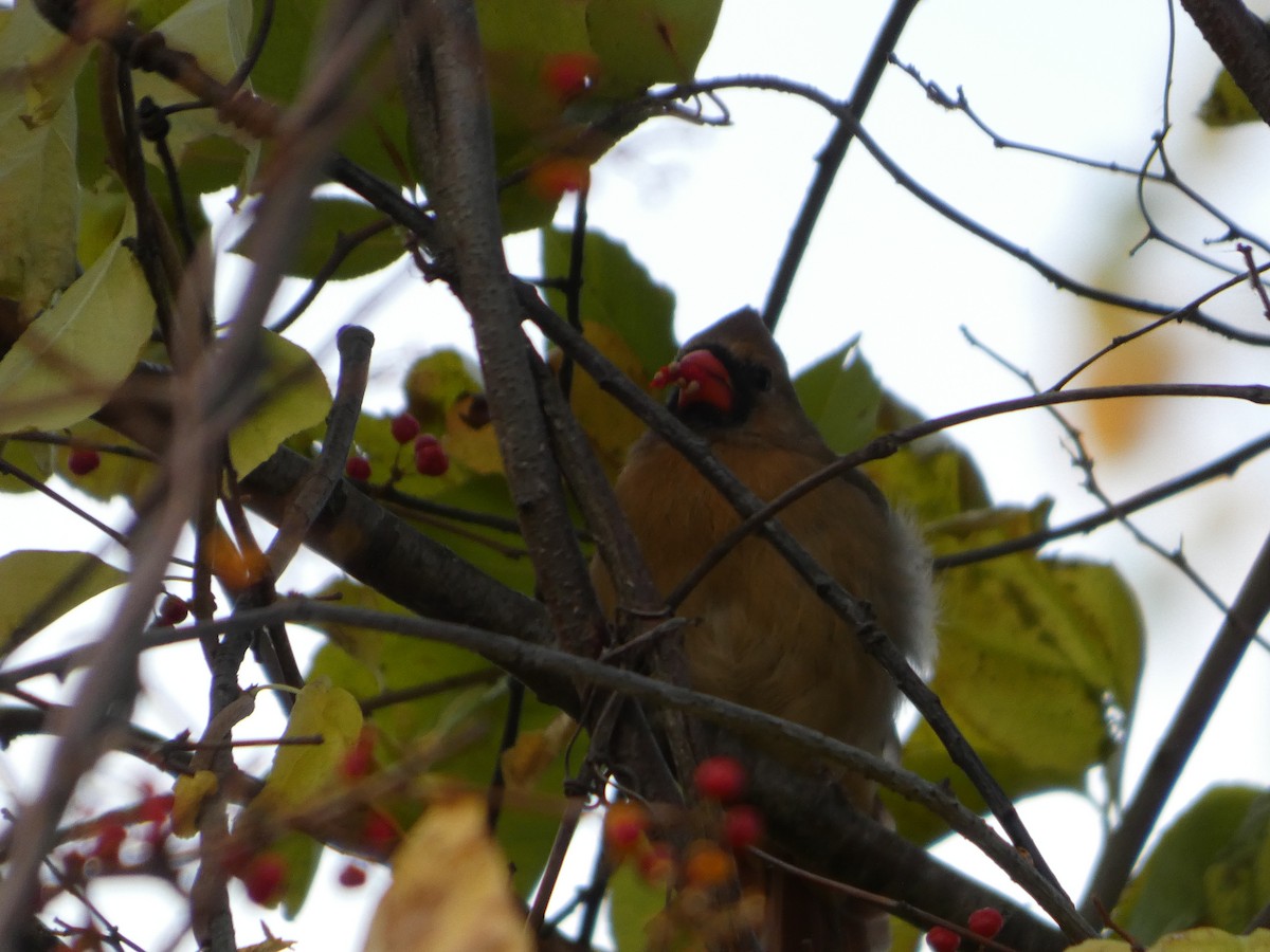 Northern Cardinal - ML644468292