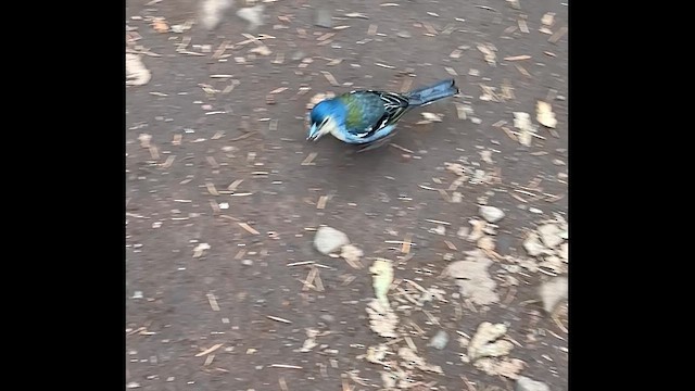 madeirafink - ML644468301