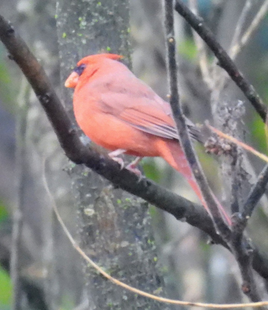 Northern Cardinal - ML644468306