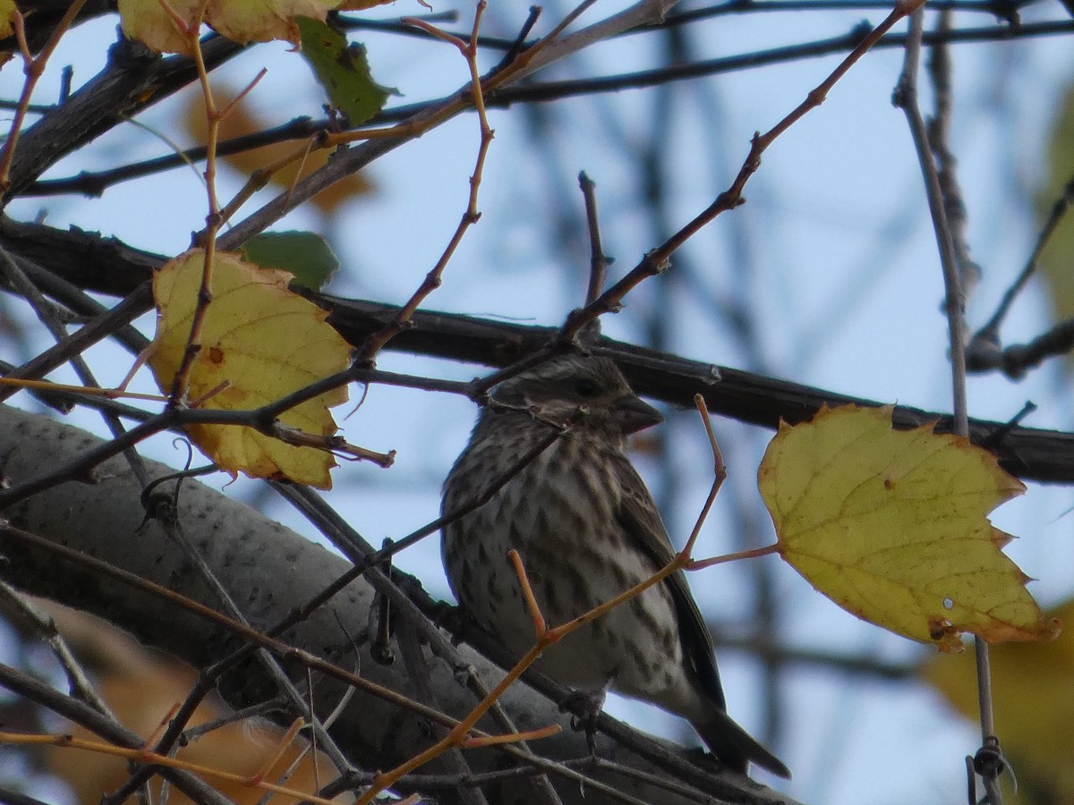 purpurfink - ML644468308