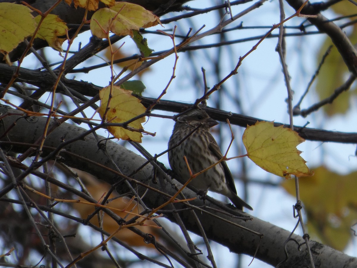 purpurfink - ML644468309