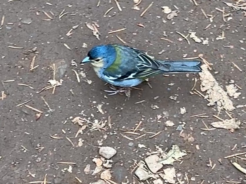 madeirafink - ML644468311