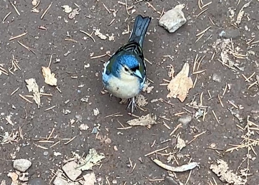 madeirafink - ML644468312