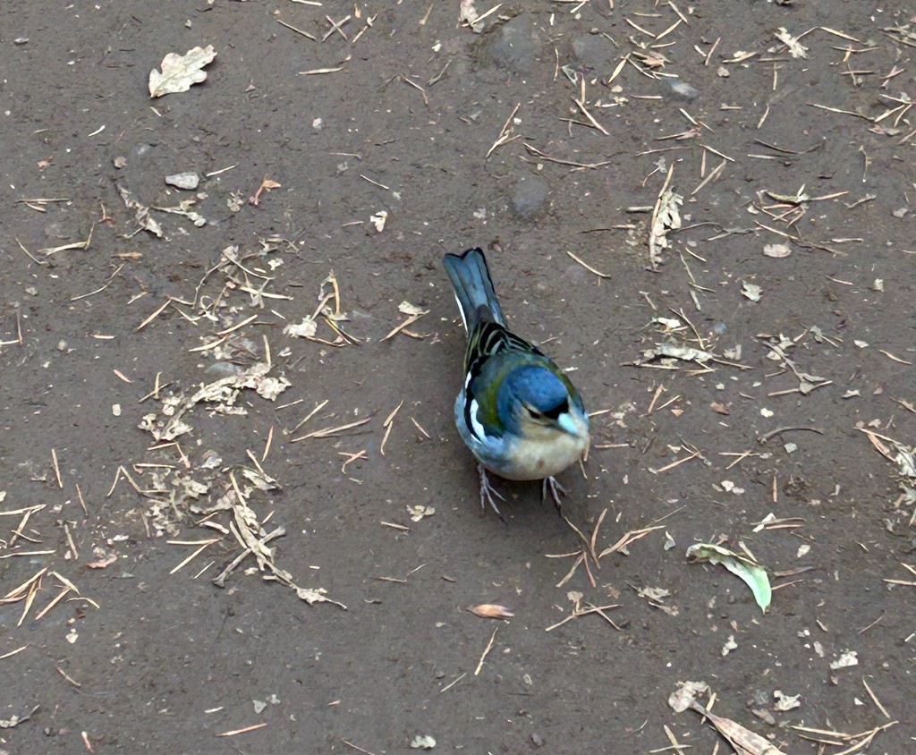 madeirafink - ML644468315