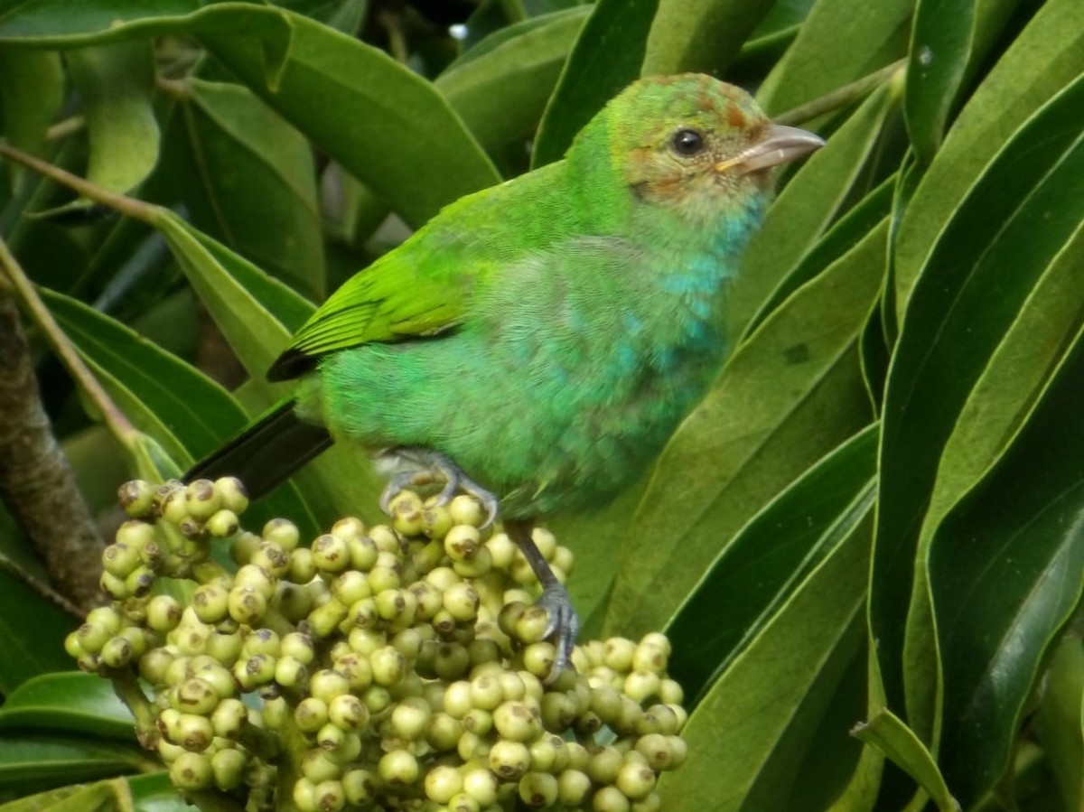 チャガシラフウキンチョウ（albertinae グループ） - ML644468316