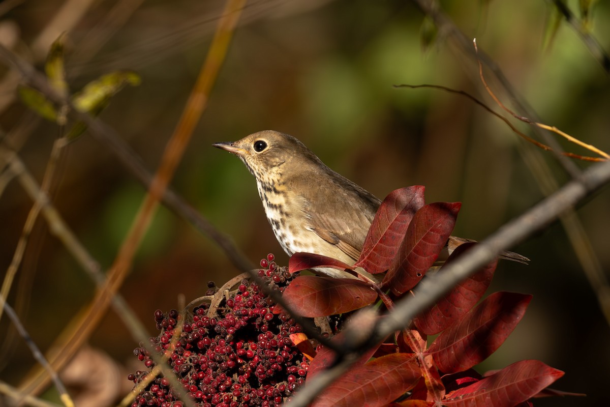 チャイロコツグミ - ML644468317