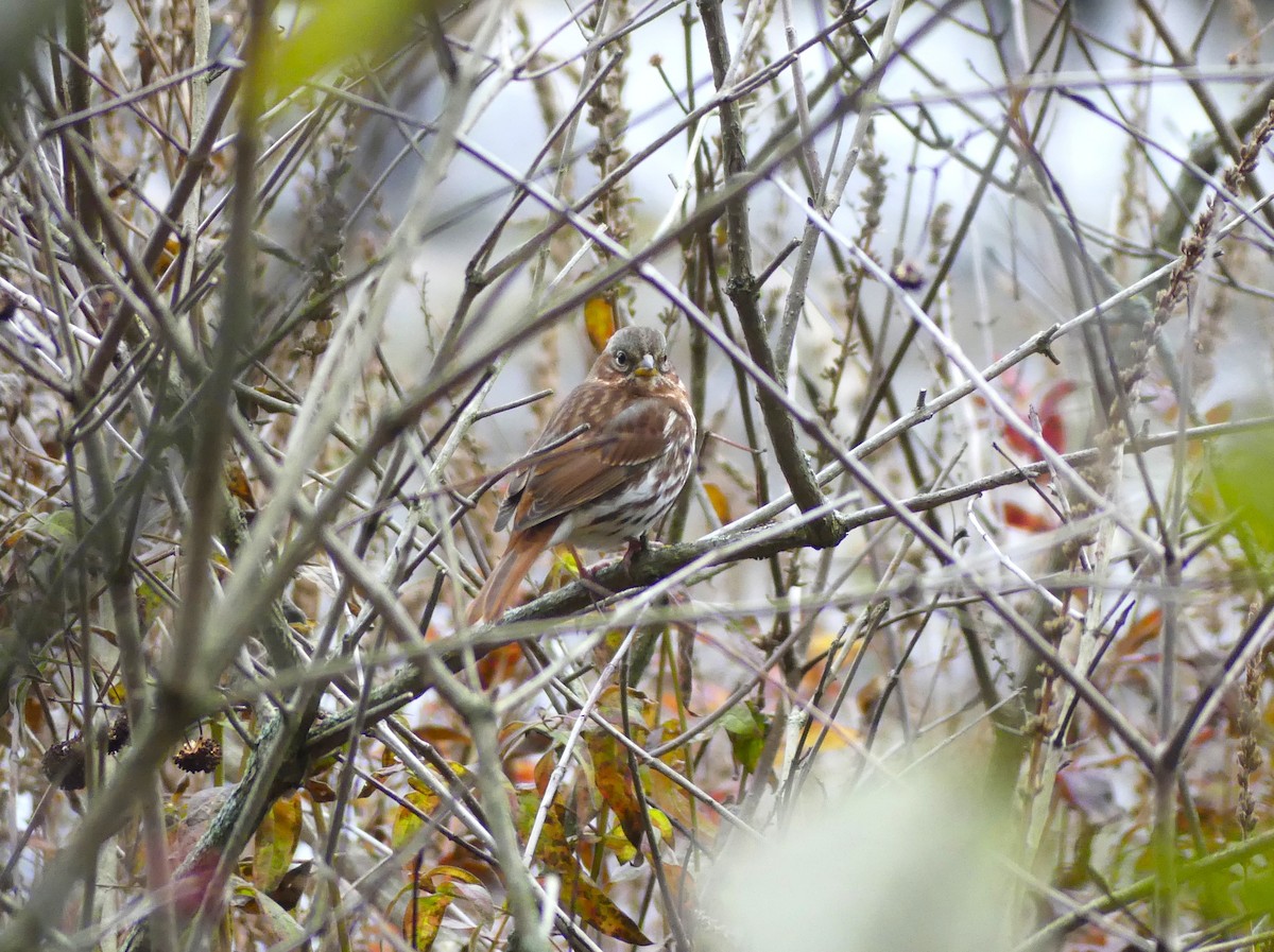 Passerella variabile - ML644468326